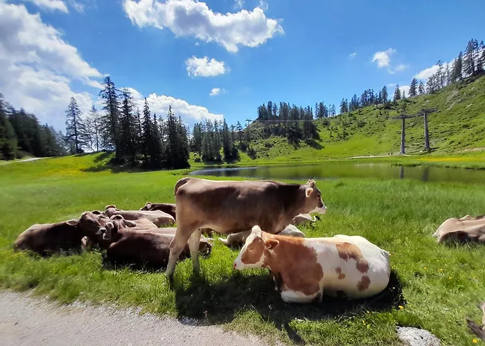 Grimming View I * توبليتز